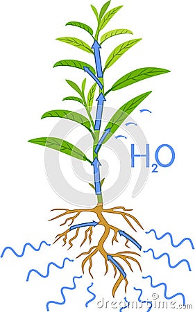 Scheme of plant transpiration isolated on white Vector Illustration